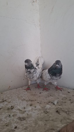 kabutar vechvana che