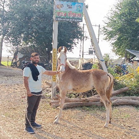 ઘોડી વેચવાની છે