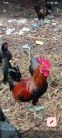 थंबनेल 1