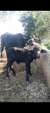 પેલુ વેતર...