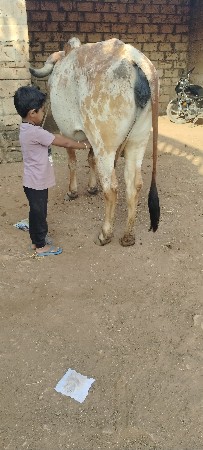 ગાય વેચવાની ગીર ગીર મંડારી