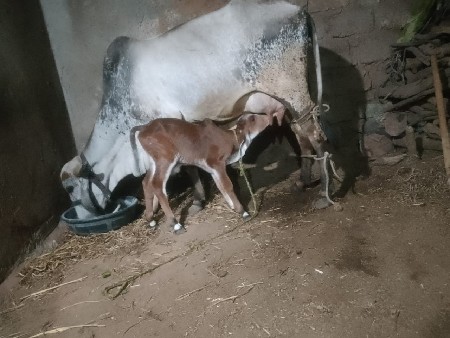 ગાય વેચવાની છે