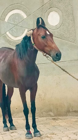 કાઠિયાવાડી ઘોડી વેચવાની છે