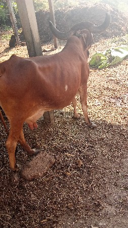 ગાય વેચવાની છે