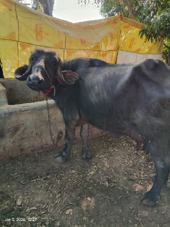 થંબનેલ 3