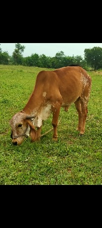 ગાય વેચવાની છે