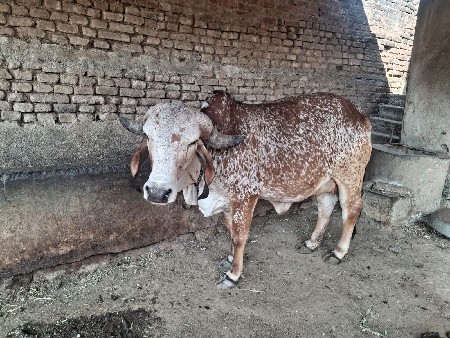 ગાય વેચવાની છે