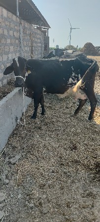 ગાય વેચવાની છે