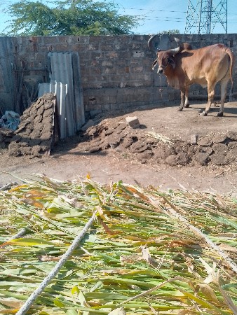 थंबनेल 3