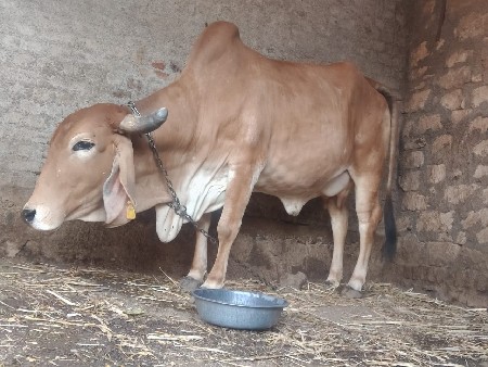 थंबनेल 2