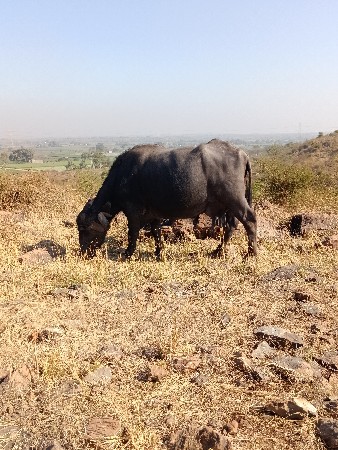 ભેંસ વેચવાની છે