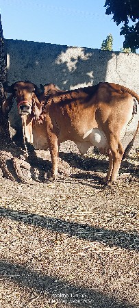 थंबनेल 5