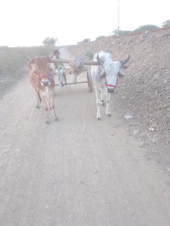 ગોદલા વેચવાના છે