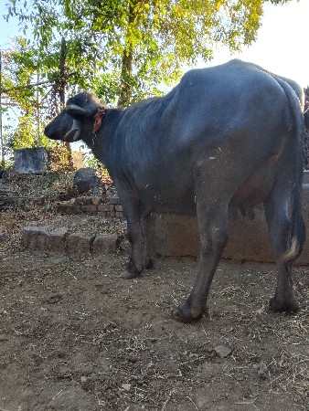 थंबनेल 2