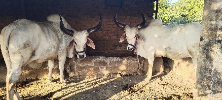 vachhada vichavana 6e