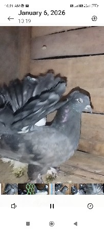 थंबनेल 3