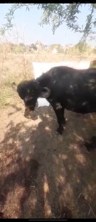 ઘડેલી વેસવાનીછે