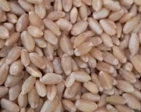 મૂળવાશર ચારકલા હાઇવે