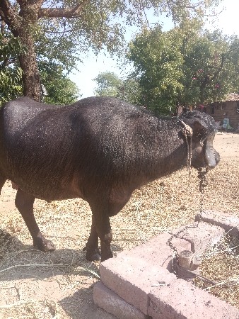 4. દાંત. ખેડેલી. વેશવાની. છે