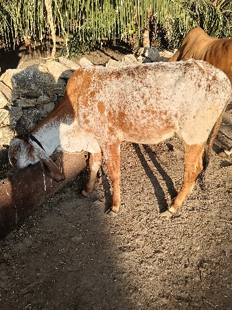 थंबनेल 3