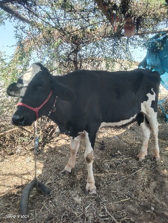 થંબનેલ 3