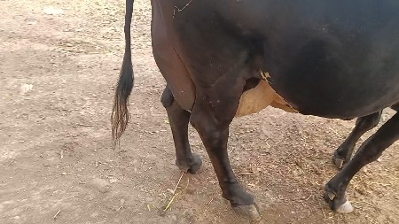 ક્રોસ ગાય