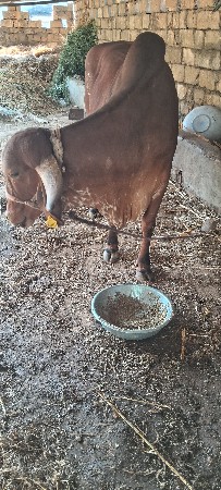 ગાય વેશવાની છે