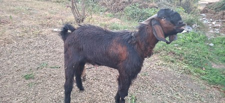 બકરો વેચવાનો છે