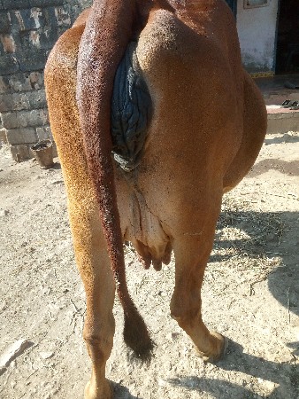 ગાય વેચવાની છે