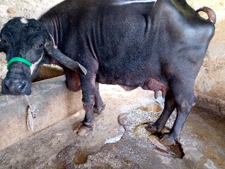 થંબનેલ 2