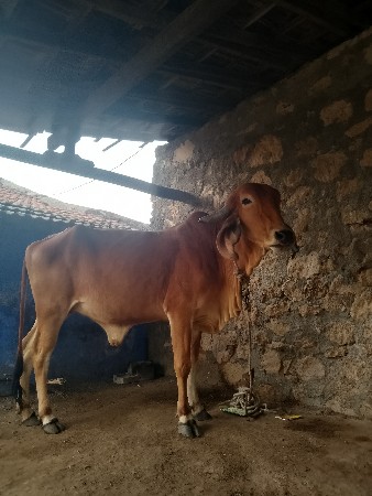 વેચવાની છે