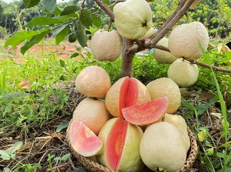 થંબનેલ 6