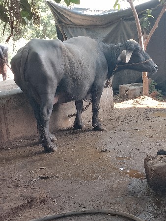 થંબનેલ 2