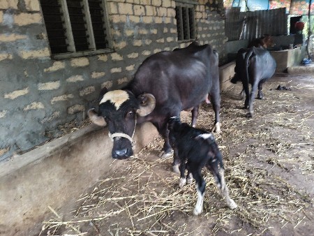 ભેંસ વેચવાની છે