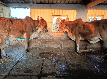 સાટા મા વઢિયારા ગોધલા હાલે