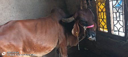 थंबनेल 3