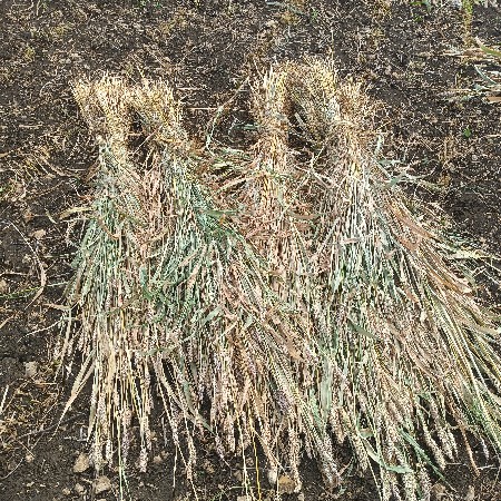 જુવાર ના પૂરા વેચવાના છે.