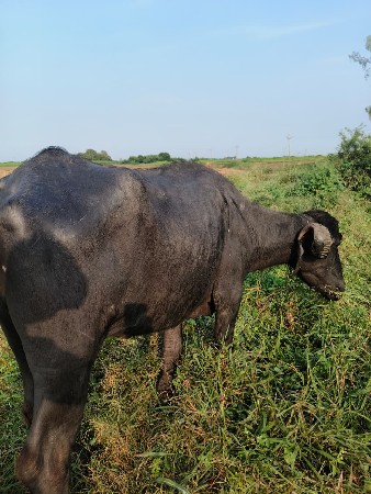 ભેંશ વેચવાની  છે પેલા વેતરની