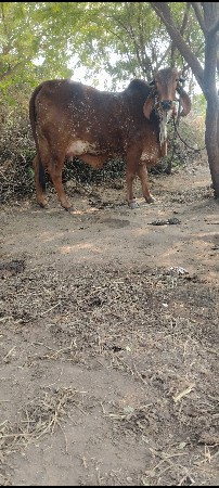 थंबनेल 2