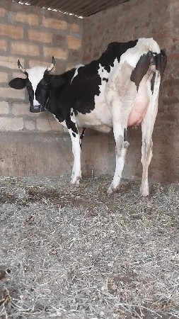 આ ગાય વેચવાની છે