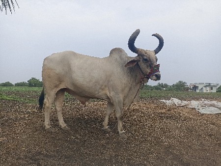 थंबनेल 3