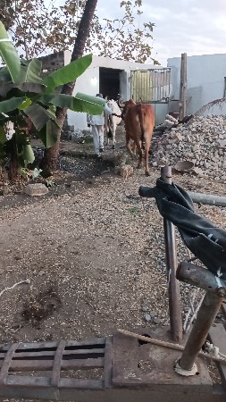 બળદ વેચવાના છે