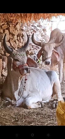 ફટા ફટ વેચવાનો છે એક છે