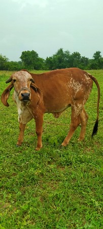 थंबनेल 2