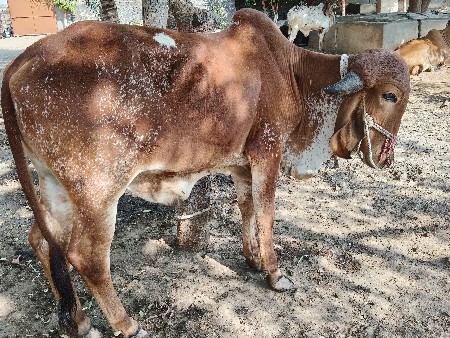 थंबनेल 2