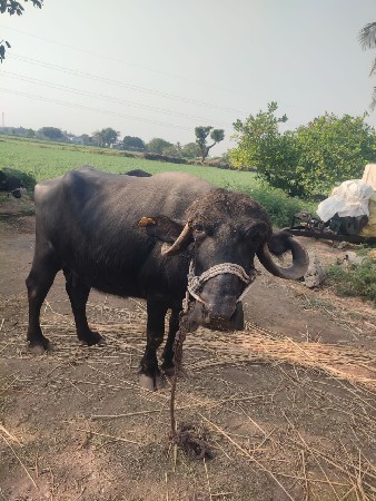 ભેશ વેચવાની છે