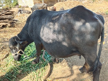 ભેંસ વેચવાની છે
