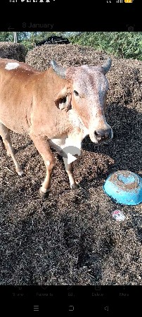 1લાવેતરનીછેબેય