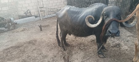 थंबनेल 3