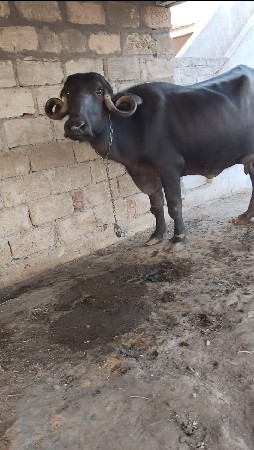 ખડેલી વેચવાનું છે